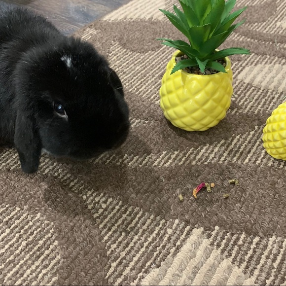 Meet your Posher, The Prickly Pineapple Shoppe - Picture 4 of 5